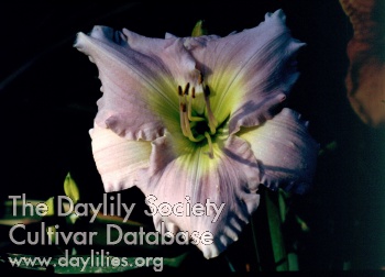 Daylily Lavender Daydream